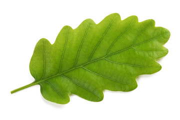Fresh Oak leaf