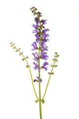 Obraz premium Meadow sage (Salvia pratensis)
