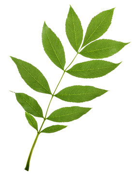 Ash Tree Leaf Images – Browse 49,963 Stock Photos, Vectors, and Video |  Adobe Stock