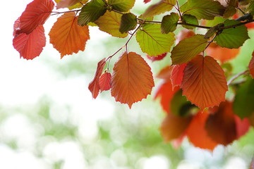 Abstract summer, autumn background.Autumn red leaves on a blure bokeh background.