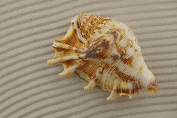large brown sea shell on corrugated sand . top view,copy space Summer season .Summer time.Sea style.