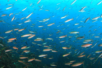 Naklejka na ściany i meble Sardines fish underwater in ocean
