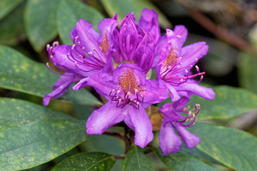 Rhododendron