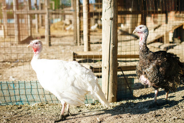 Turkey-cocks on a traditional poultry farm.