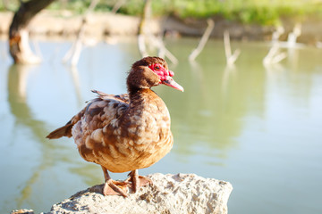 Musky duck on a traditional poultry farm. Agriculture.