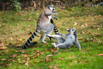 Lemurs play outside on a meadow