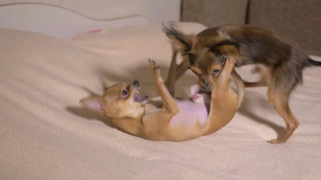 Two male toy terrer play sex game. Humping dog. Humpy toy terrier. The one male tries to dominate the other.