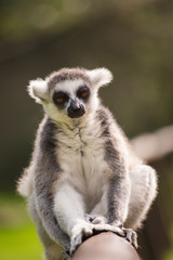 Fototapeta premium A lemur is sitting alone on a branch