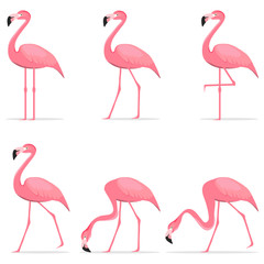 Flamingos, various poses of flamingos.