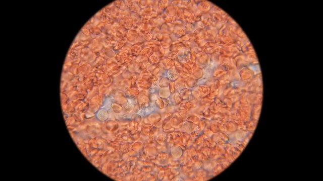 blood of a dog under a microscope