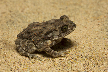 Toad, Bufo sp, Bufonidae, Trishna, Tripura , India