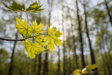 may spring evening sunny forest