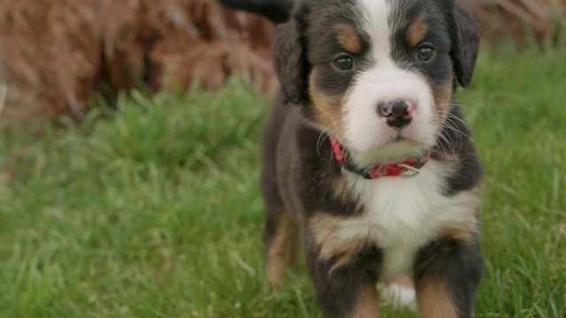 Adorable Close Up Shot Of A Burnese Mountain Dog Puppy