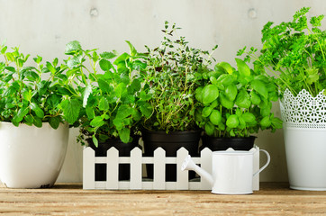 Green fresh aromatic herbs - melissa, mint, thyme, basil, parsley in pots, watering can on white and wooden background. Banner. Aromatic spices, herbs, plants frame with copy space.