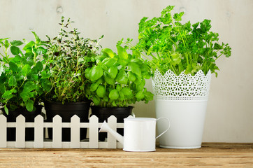 Green fresh aromatic herbs - melissa, mint, thyme, basil, parsley on white background. Banner collage frame from plants. Copyspace