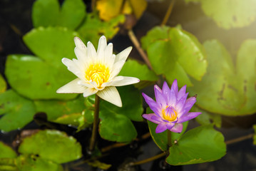 Beauty water lily flower. The Lotus flower and Lotus flower plants.