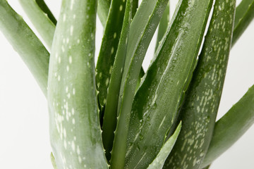 closeup view of aloe vera leaves with water drops isolated on white background