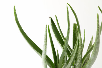 closeup view of aloe vera leaves isolated on white background