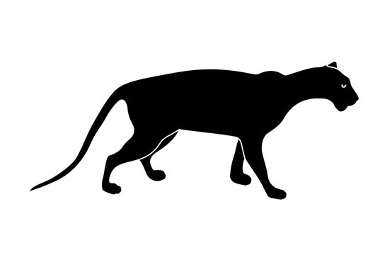 black panther silhouette. Wild animals. Vector illustration isolated on white background