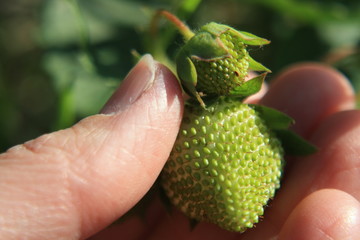 Zielone truskawki trzymane w dłoni, niedojrzały owoc truskawki, ocena zbioru truskawek - obrazy, fototapety, plakaty