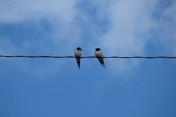 ツバメのつがい