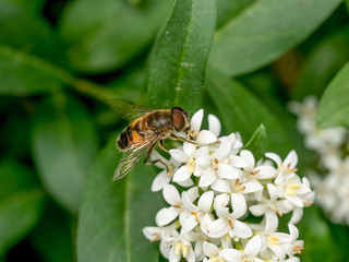 Close-up detail of a honey bee apis collecting pollen on flower in garden