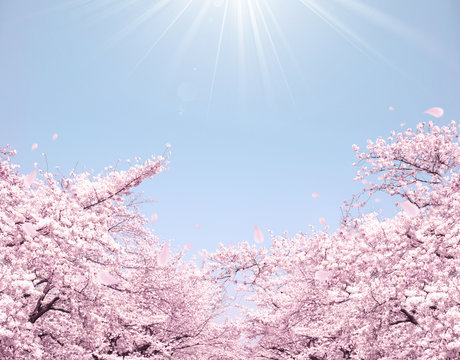 満開の桜

