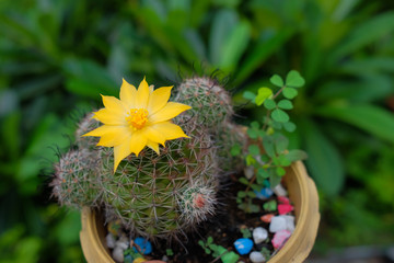 Cactus flower in pot