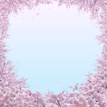 満開の桜
