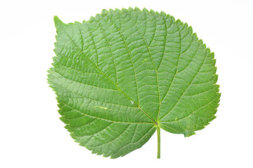 Leaf of a linden