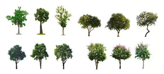 collection of tree in the garden isolated on white background