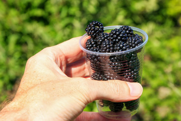 Man holding cup with ripe blackberries