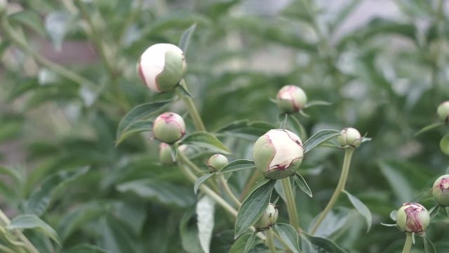 blooming peony bush, beautiful flowers in garden in summer