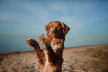 The dog waves his paw. Nova Scotia Duck Tolling Retriever, Toller. Pet on vacation