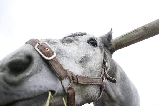 Muzzle of grey horse near a big haystack