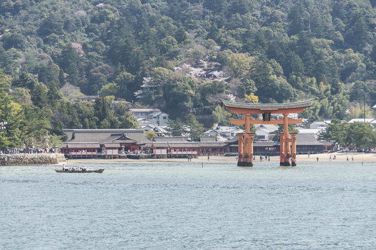 宮島の桜
