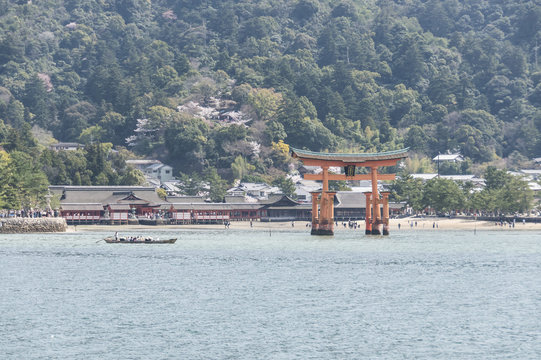 宮島の桜
