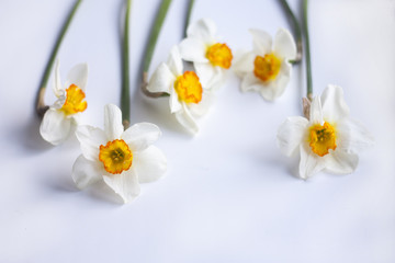 Flowers Narcissus on white background