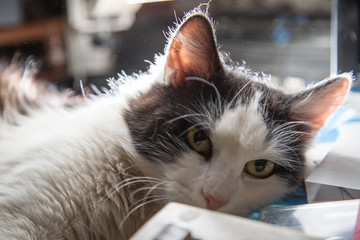 Black and white cat cat in the room