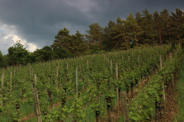 Fototapeta na wymiar Dunkle Wolken über dem Weinberg 