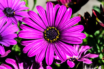 Obraz premium fioletowy kwiat