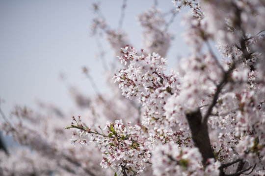 宮島の桜
