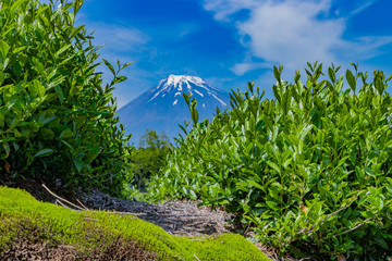 静岡県富士市　富士山と茶畑