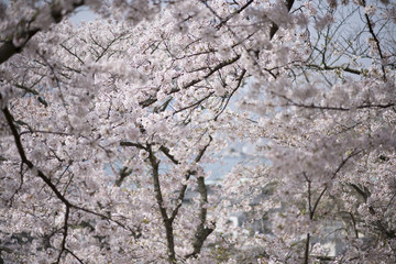 宮島の桜
