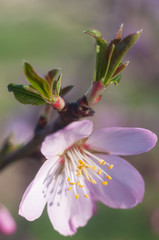 Peach blossom flowers close-up