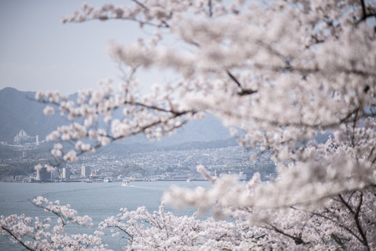 宮島の桜
