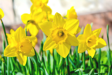 Close-up spring garden yellow narcissus