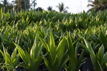 Oil palm seedlings For farmers to plant.