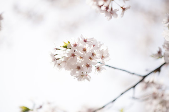 宮島の桜

