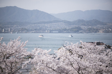 宮島の桜
